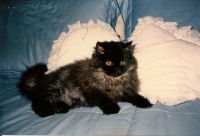 Shadow, my little puff ball Persian.