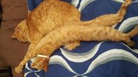 Big Stretch