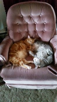 Cats on new chair