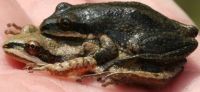 Wood Frogs male and female