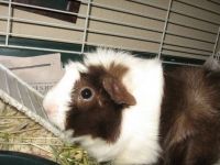 Cute guinea pig named Rosie