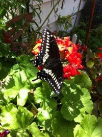 Jan's Butterfly