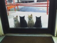 Mr. Gatti's Cats
