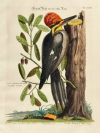 Larger Red-crested Woodpecker - Art by Mark Catesby, with re-engraving by Johann Seligman, c. 1749 - 1776.