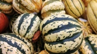 Squashes