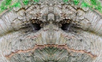 The Trees Have Eyes
