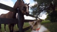 Lassie horses around