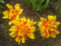 tulpe4