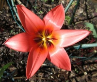Hybrid Tulip