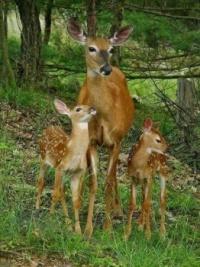 Mama and Her Two Fawns