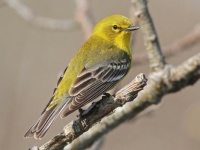 New Visitor - a Pine Warbler