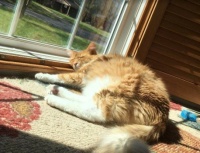Boots kicking back in bay window