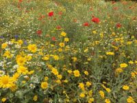 Cornish flower meadow
