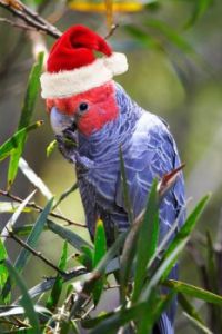 O.K.. one last Xmas puzzle from &quot;Down Under&quot;.