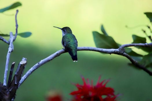 Hummingbird takes a rest