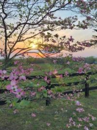 Dogwood at Sunrise