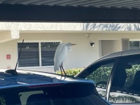 This cattle egret chooses a car for a perch!