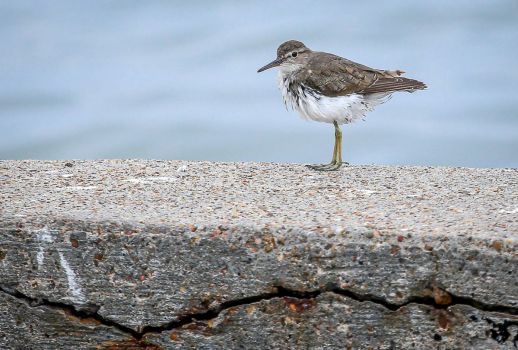 Solve THIS IS HUMPTY DUMPTY jigsaw puzzle online with 96 pieces