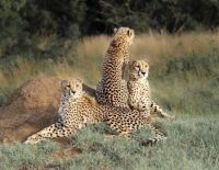 Cheetahs On The Lookout