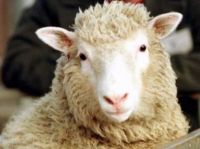 Dolly, the cloned sheep