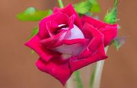 Grateful Heart Hybrid Tea Rose