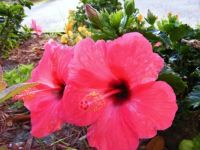 seeing pink
