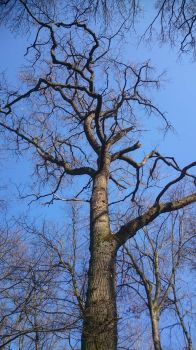 Chêne, forêt de Merxheim, Elsass