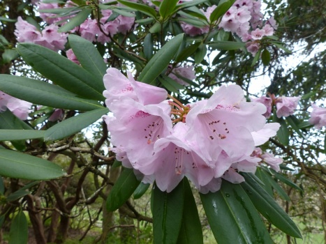 Rhododendrums