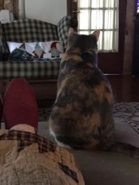 Camo ignores me so I borrow her quilt.