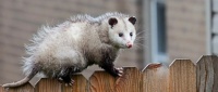 America opossum
