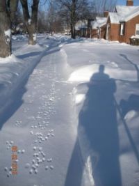 Critter tracks