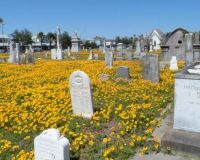 Seven Cemeteries - Galveston  Tx