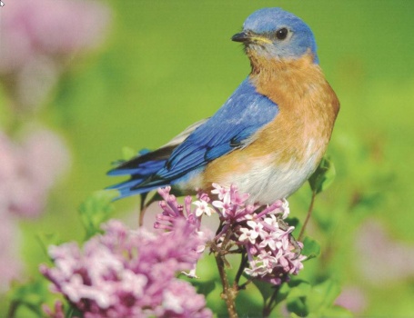 Solve Eastern Bluebird jigsaw puzzle online with 99 pieces