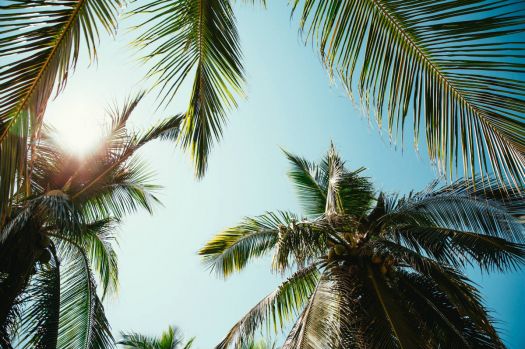 Solve Sunny Day Through Palm Trees jigsaw puzzle online with 77 pieces