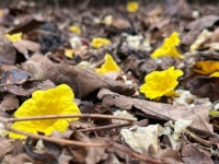 Flowers on the ground
