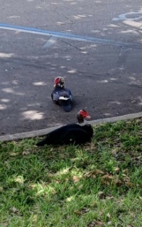 Ducks in the Shade