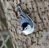 White-Breasted Nuthatch