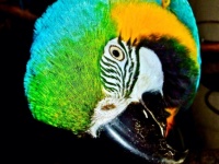 Blue and Gold Macaw
