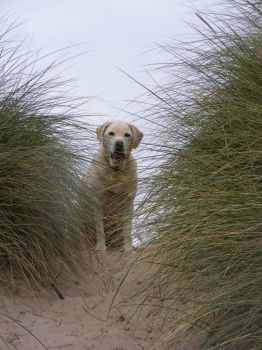 Dog in dunes