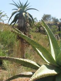 Aloes in  S Africa
