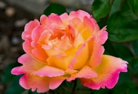 Hybrid Variety ofPeace Rose