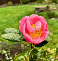 First blossom for this particular Camellia bush