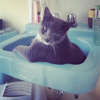 Good morning.  You need the sink?