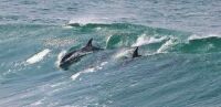 Dolphins play in the heavy tsunami surf, north of Bodega Bay, CA.