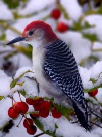 woodpecker in winter