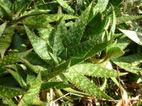 prickles