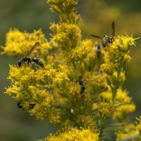 Goldenrod and hornets