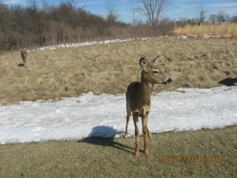 Erie Metro Park Deer