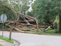 Tree Tumpt Over - Hurrican IKE