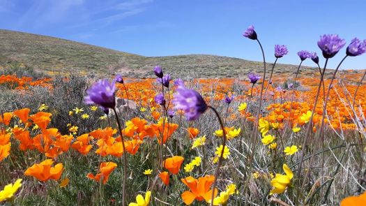 Antelope Valley Flowers